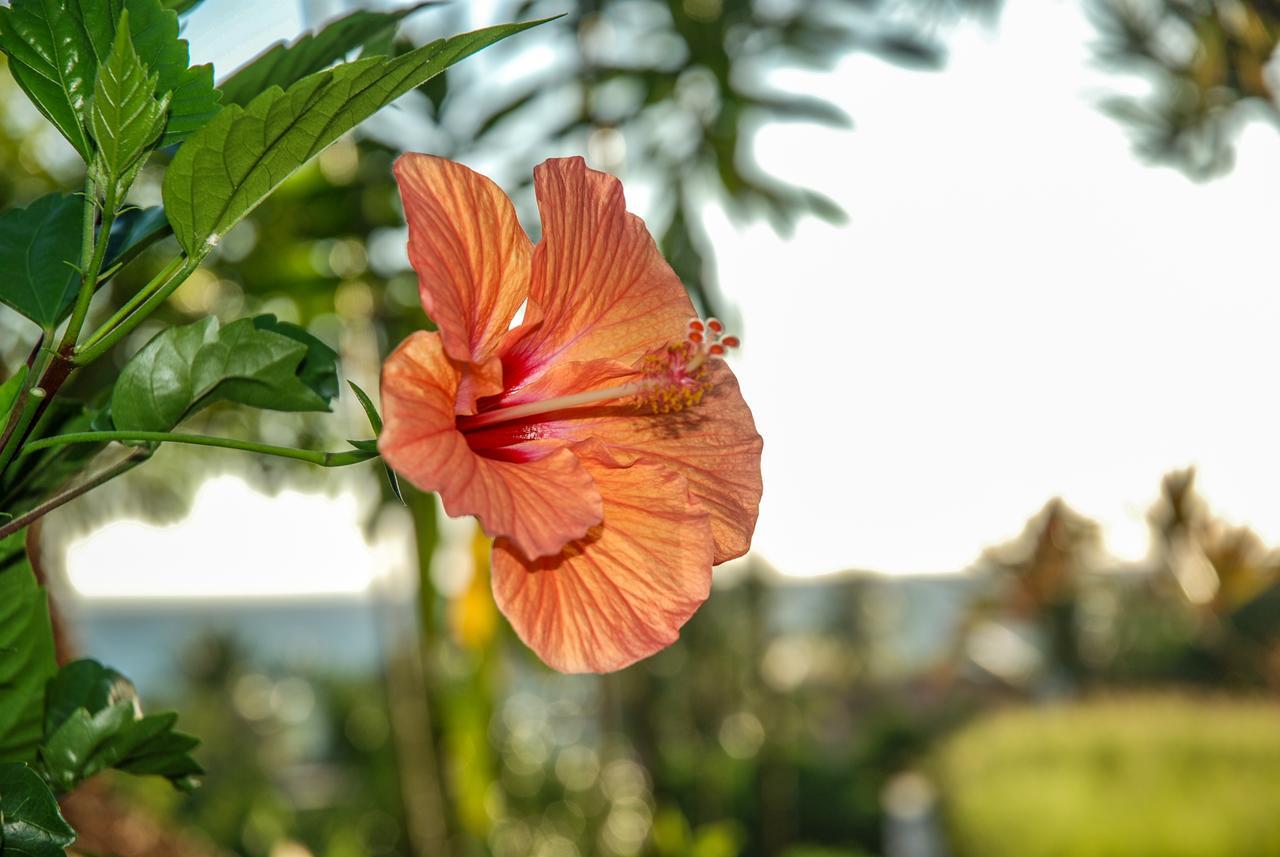 Coucher De Soleil 阿姆巴托洛阿卡 外观 照片
